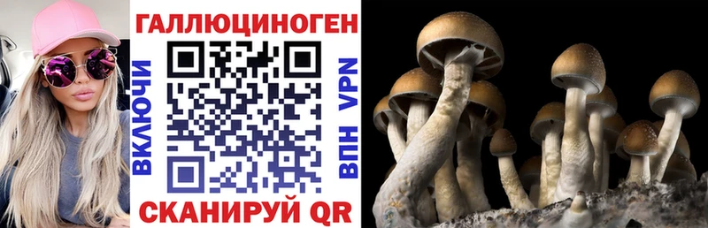 где можно купить   Опочка  KRAKEN как войти  Галлюциногенные грибы Psilocybe 